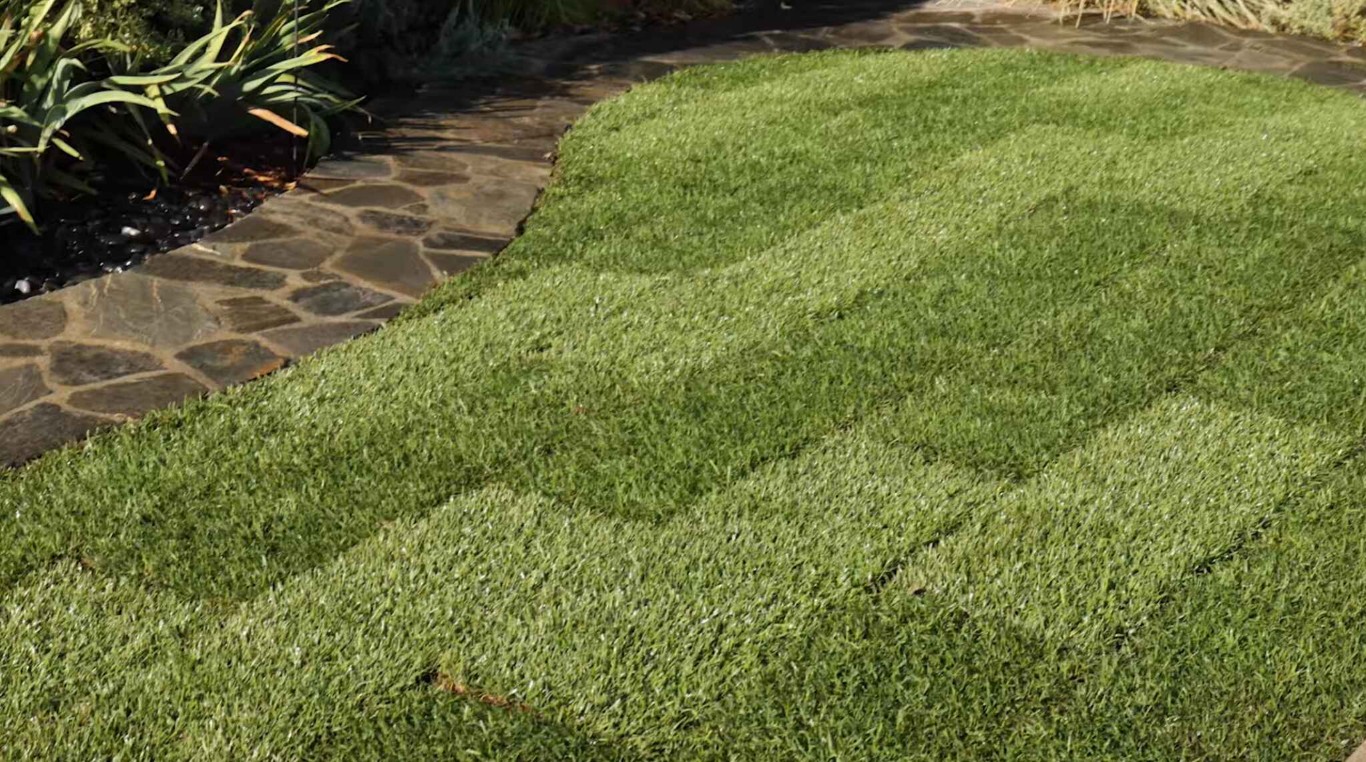 Lawn Care & Maintenance service in San Bruno, CA